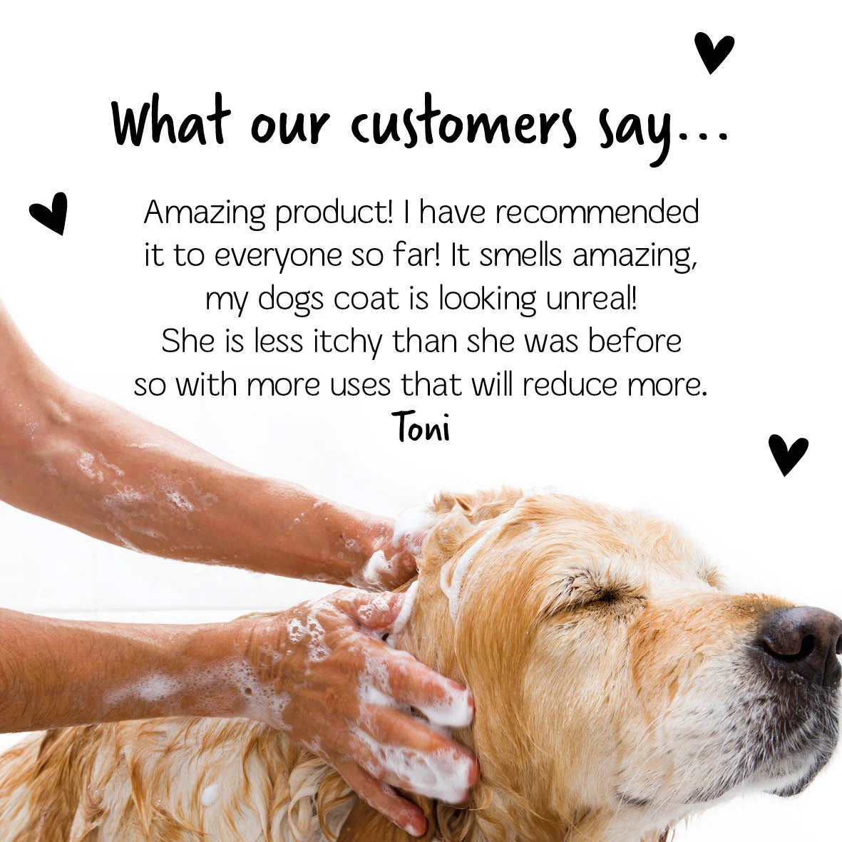 Bugalugs Medi Fresh Dog Shampoo 500ml
